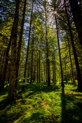 landscape with a dense forest with lots of green vegetation