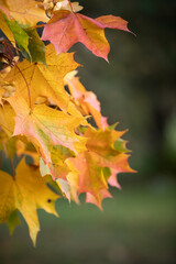 Multicolored maple leaves float in the wind. Beautiful view of bright autumn leaves in the park