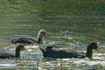 Eurasian coot (Fulica atra), is a member of the rail and crake bird family.