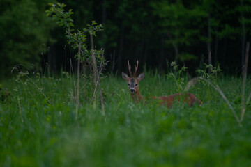 Cute roe deer, capreolus capreolus, fawn grazing on green summer meadow . Alert young wild animal feeding in nature with copy space. Wildlife on a hay field.