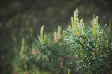 Young shoots and pine cones close-up. Small pine cones and new spruce shoots, young pine needles and cones
