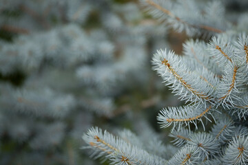 Naklejka na ściany i meble Natural blue spruce in the park on a warm sunny day.