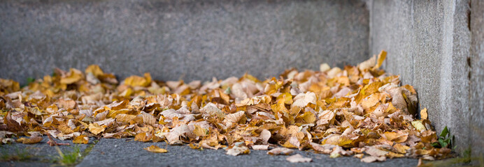 The corner of the landing with bright dry autumn leaves. Wall with large brick blocks. Dry autumn leaves on a background of old stone bricks. Autumn concept. Wide view