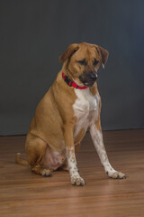 Large Orange and white dog