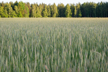 Wheat field image. View on fresh ears of young green wheat and on nature in spring summer field close-up. With free space for text on a soft blurry sky background