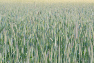 Wheat field image. View on fresh ears of young green wheat and on nature in spring summer field close-up. With free space for text on a soft blurry sky background