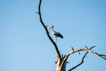 lonely stork standing on a withered tree branch against a blue sky background