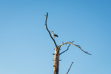 lonely stork standing on a withered tree branch against a blue sky background