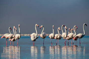 Wild african life. Group birds of pink african flamingos  walking around the blue lagoon on a sunny day