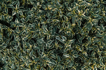 Close-up nature view of green leaf background and palm trees. Flat lying. Dark nature landscape. Tropical leaves. Nature background.