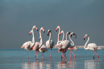 Fototapeta na wymiar Wild african life. Group birds of pink african flamingos walking around the blue lagoon on a sunny day