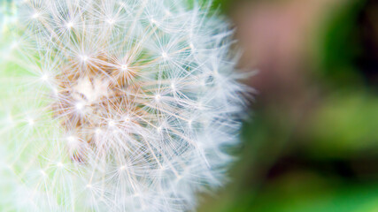 macro photo of a dandelion on a soft bokeh background, wallpaper with a blurred natural background