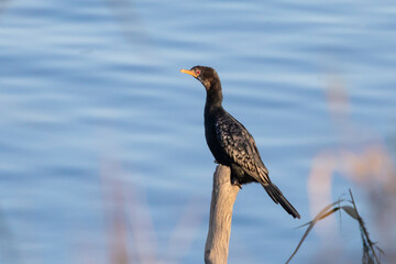 Reed Cormorant or Long-tailed Cormorant ( Microcarbo africanus) Western Cape, South Africa