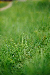 Beautiful, young, tender grass of light green color. petty grass after winter. Macro shot of young grass