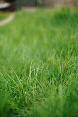 Beautiful, young, tender grass of light green color. petty grass after winter. Macro shot of young grass