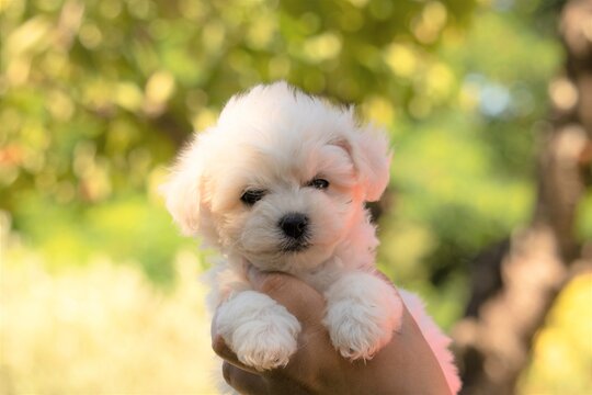 chiot bichon fris&eacute;