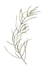 Botanical illustration of vintage. Grass, leaves, twigs. Design elements for print, vintage posters, wallpapers, textiles, fabrics, wallpapers, home decoration, packaging, floristry, paper.