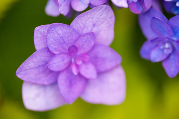 Obraz premium 紫色のガクアジサイ