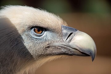 Aigle