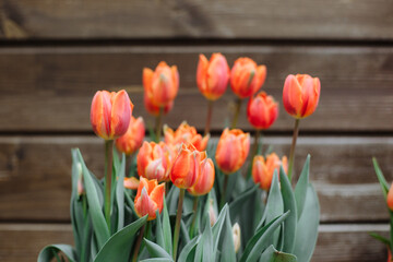Beautiful fresh tulmans in a pot near a country house