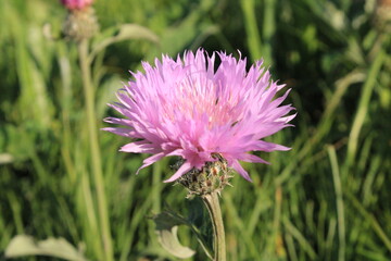 June wildflowers in Kislovodsk
