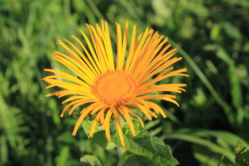 June wildflowers in Kislovodsk