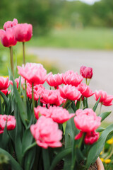 Beautiful fresh tulmans in a pot near a country house