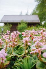 Beautiful fresh tulmans in a pot near a country house