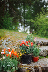 Beautiful fresh tulmans in a pot near a country house