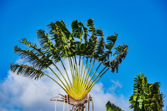 Palm grove in Fort de France, Martinique island, French West Indies.