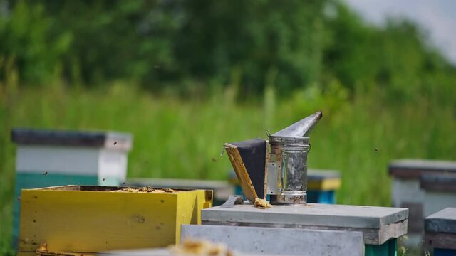 Smoker stands near the opened hive. Beekeeping tool to calm bees with smoke on a beehive. Bees flying around. Theme of beekeeping and honey bees.