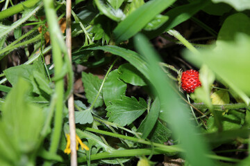 wild garden strawberry macro photo