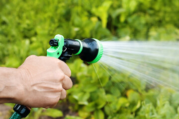 Hand of gardener holding hose sprayer and watering vegetable, selective focus. Irrigation of plants...