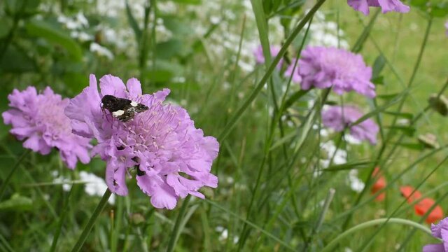 Closeup of a small butterfly on the flower of field scabious