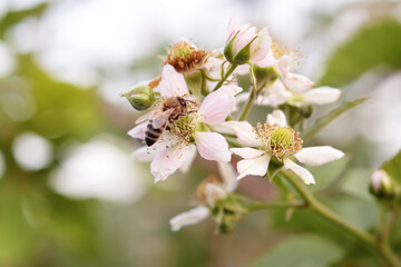 Flower of blackberry with honey bee collecting pollen against blurred background in summer, close up.