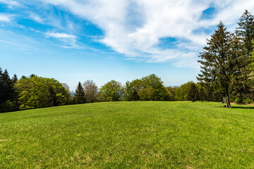 fresh green springtime meadow with trees around and blue sky with few clouds