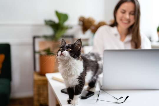 Image of young cheery positive beautiful businesswoman sitting indoors in office or home office using laptop computer petting a sweet kitten. Focus on curious cat