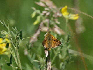 large skipper butterfly (Ochiodes sylvanus) at home in wild flower meadow