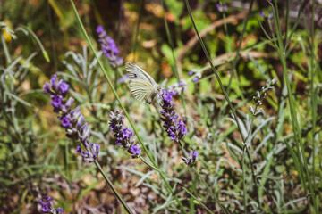 Closeup of a butterfly preparing to suck nectar from a beautiful lavender flower