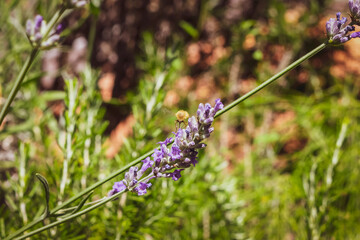 Closeup of a bee preparing to suck nectar from a beautiful lavender flower
