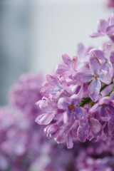 Beautiful tender young spring flowers of lilac. Macro shot of small lilac flowers, spring background.