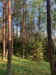 Obraz premium forest in autumn