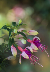 zwisający kwiat © Gabriela