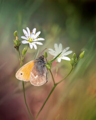 Mały motylek na polnym kwiatku © Gabriela