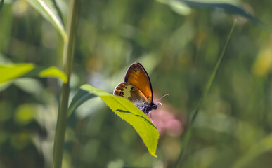 Pomarańczowy motylek