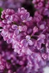 Fototapeta na wymiar Beautiful tender young spring flowers of lilac. Macro shot of small lilac flowers, spring background.