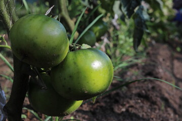 まだ熟れていない緑色のトマト
