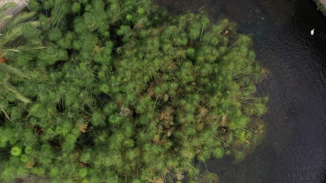Beautiful drone view of the Aretusa Spring with green papyrus in a sunny summer day in Siracusa Ortigia Island in Sicily, Italy.