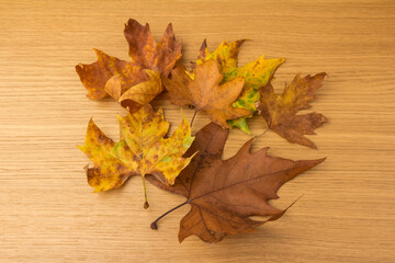 Naklejka na ściany i meble Autumn leaf close-up on wooden background. rich color background