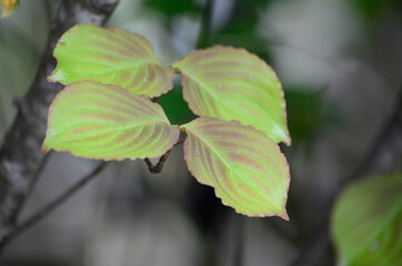 ヤマボウシの葉